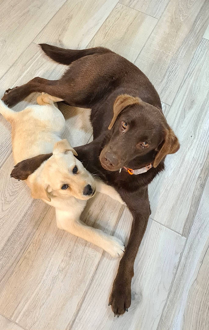 Sally a rejoint le concours — aidez-le/la à gagner de superbes lots ! canidae, carnivore, collar, companion_dog, dog, dog_breed, dog_collar, dog_supply, fawn, flooring, fur, hardwood, liver, paw, pet_supply, snout, sporting_group, tail, wood, working_animal