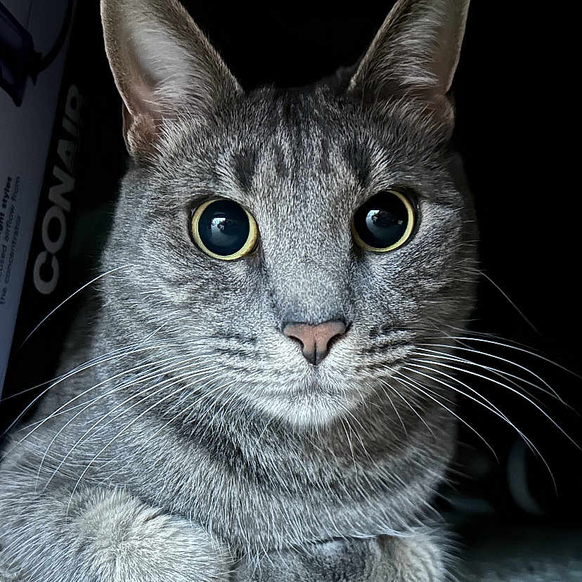 Smokey is registered to the contest to win money with this photo: animal, carpet, cat, close_up, curious, cute, domestic_animal, ears, eyes, face, feline, fur, gray, indoor, muzzle, pet, portrait, resting, tabby, whiskers