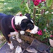 Karma joined the competition — help win amazing prizes! dog, rose, flower, garden, grass, wooden_fence, outdoor, pet, collar, plant, greenery, nature, sniffing, summer, daylight, curious, animal, closeup, flora, canine