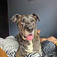 Chase joined the competition — help win amazing prizes! dog, brindle_coat, tongue_out, bed, bedding, blanket, striped, bedroom, wall_clock, clock, ears, nose, paw, human_leg, foot, pet, portrait, indoor, cute, relaxed