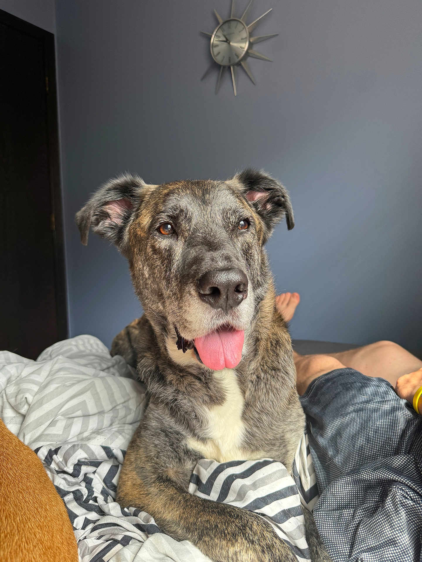 Chase joined the competition — help win amazing prizes! dog, brindle_coat, tongue_out, bed, bedding, blanket, striped, bedroom, wall_clock, clock, ears, nose, paw, human_leg, foot, pet, portrait, indoor, cute, relaxed