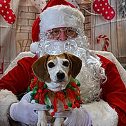 Cooper joined the competition — help win amazing prizes! santa_claus, dog, christmas, holiday, festive, stockings, beard, glasses, red_suit, white_gloves, collar, decorations, background, portrait, indoor, pet, canine, celebration, cute, posing