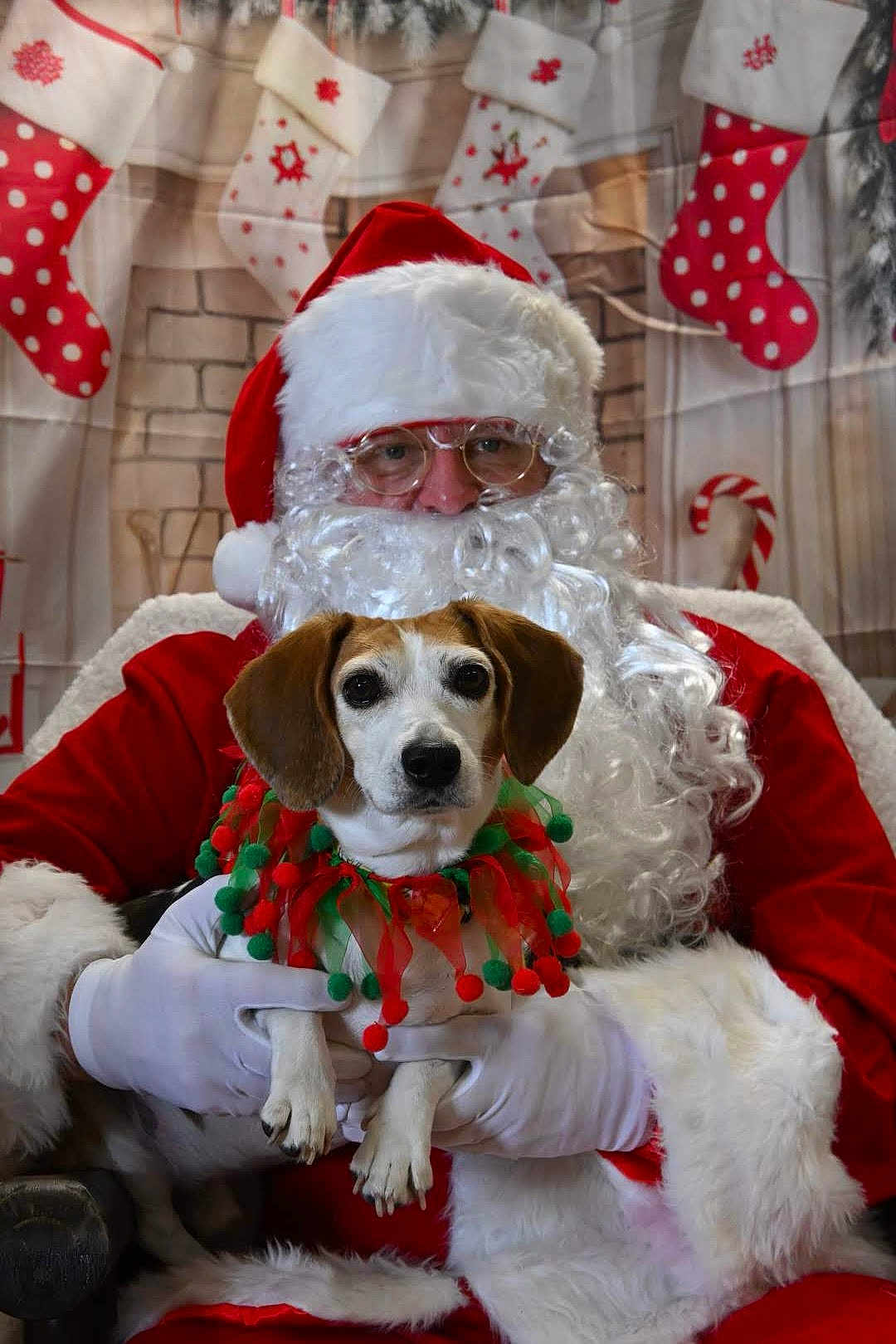 Cooper joined the competition — help win amazing prizes! santa_claus, dog, christmas, holiday, festive, stockings, beard, glasses, red_suit, white_gloves, collar, decorations, background, portrait, indoor, pet, canine, celebration, cute, posing