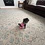 Tinkie is registered to the contest to win money with this photo: dog, small_dog, pink_clothing, carpet, living_room, couch, fireplace, window, pillow, wooden_shelf, decor, floor, indoor, pet, cute, furniture, home, cozy, animal, tiny