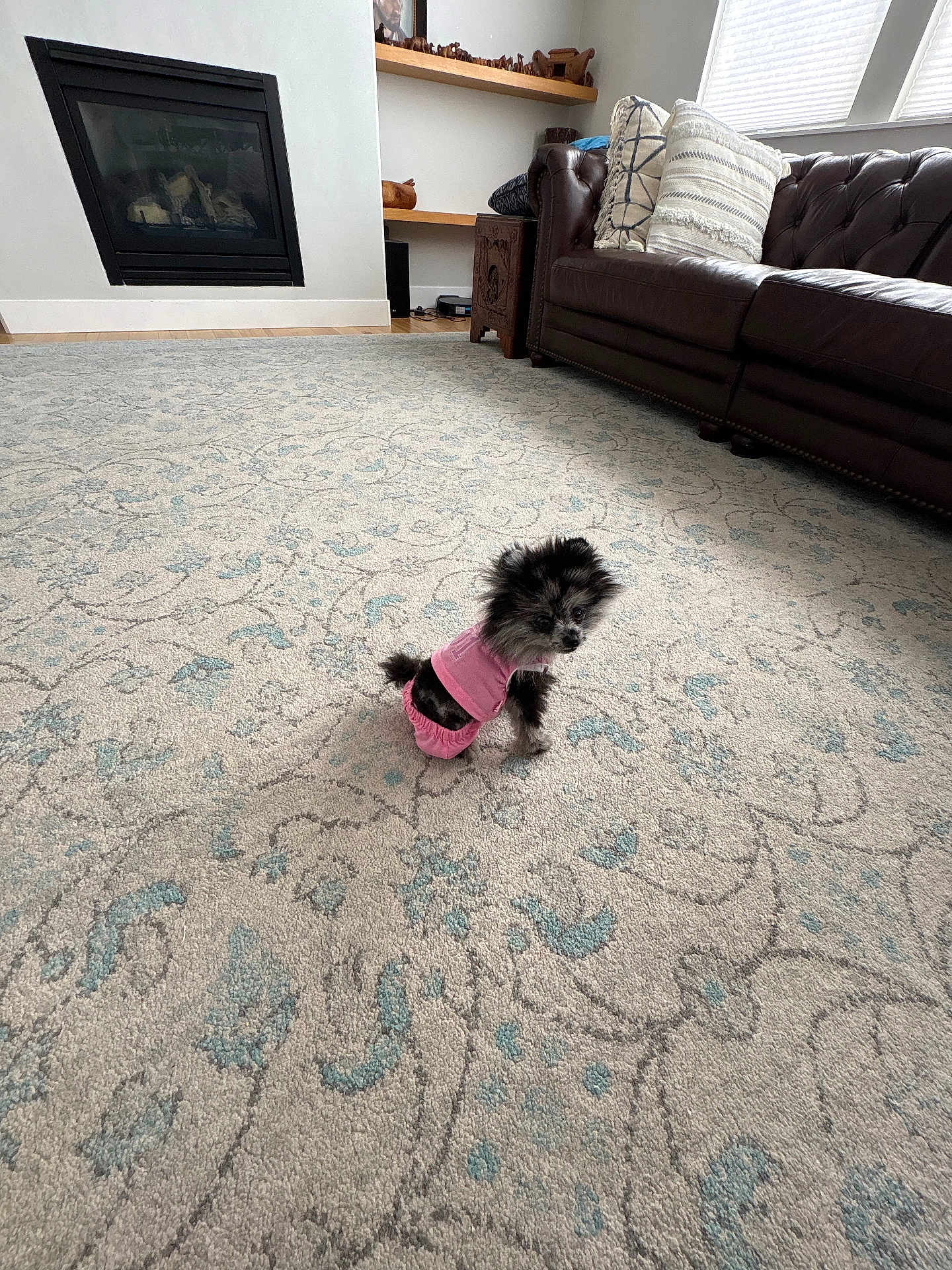 Tinkie is registered to the contest to win money with this photo: dog, small_dog, pink_clothing, carpet, living_room, couch, fireplace, window, pillow, wooden_shelf, decor, floor, indoor, pet, cute, furniture, home, cozy, animal, tiny