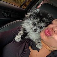 Tinkie joined the competition — help win amazing prizes! puppy, dog, person, car_interior, window, seat, black_clothing, fur, cute, pet, face, portrait, travel, shoulder, kiss, expression, animal, closeup, indoor, leisure