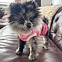 Tinkie is registered to the contest to win money with this photo: dog, puppy, fluffy, pink_clothing, leather_couch, indoor, pet, cute, small_dog, furry, black_and_gray_fur, home, person_in_background, window, soft_light, alert, standing, domestic_animal, living_room, cozy