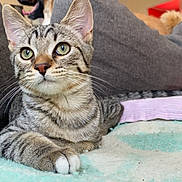 Inosuke a rejoint le concours — aidez-le/la à gagner de superbes lots ! cat, tabby, pet, animal, indoor, feline, cute, resting, alert, whiskers, eyes, paws, blanket, couch, home, cozy, fur, striped, domestic, relaxed