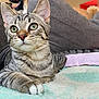 cat, tabby, pet, animal, indoor, feline, cute, resting, alert, whiskers, eyes, paws, blanket, couch, home, cozy, fur, striped, domestic, relaxed