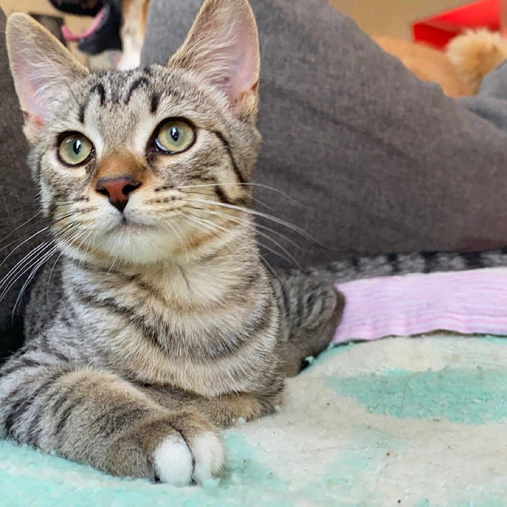 Inosuke a rejoint le concours — aidez-le/la à gagner de superbes lots ! alert, animal, blanket, cat, couch, cozy, cute, domestic, eyes, feline, fur, home, indoor, paws, pet, relaxed, resting, striped, tabby, whiskers