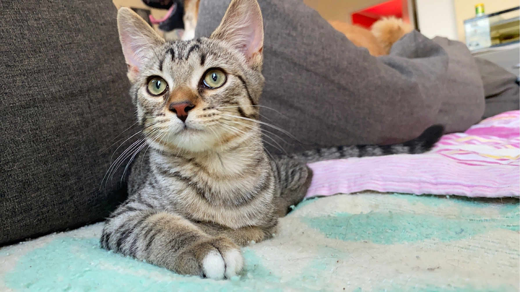 Inosuke a rejoint le concours — aidez-le/la à gagner de superbes lots ! cat, tabby, pet, animal, indoor, feline, cute, resting, alert, whiskers, eyes, paws, blanket, couch, home, cozy, fur, striped, domestic, relaxed