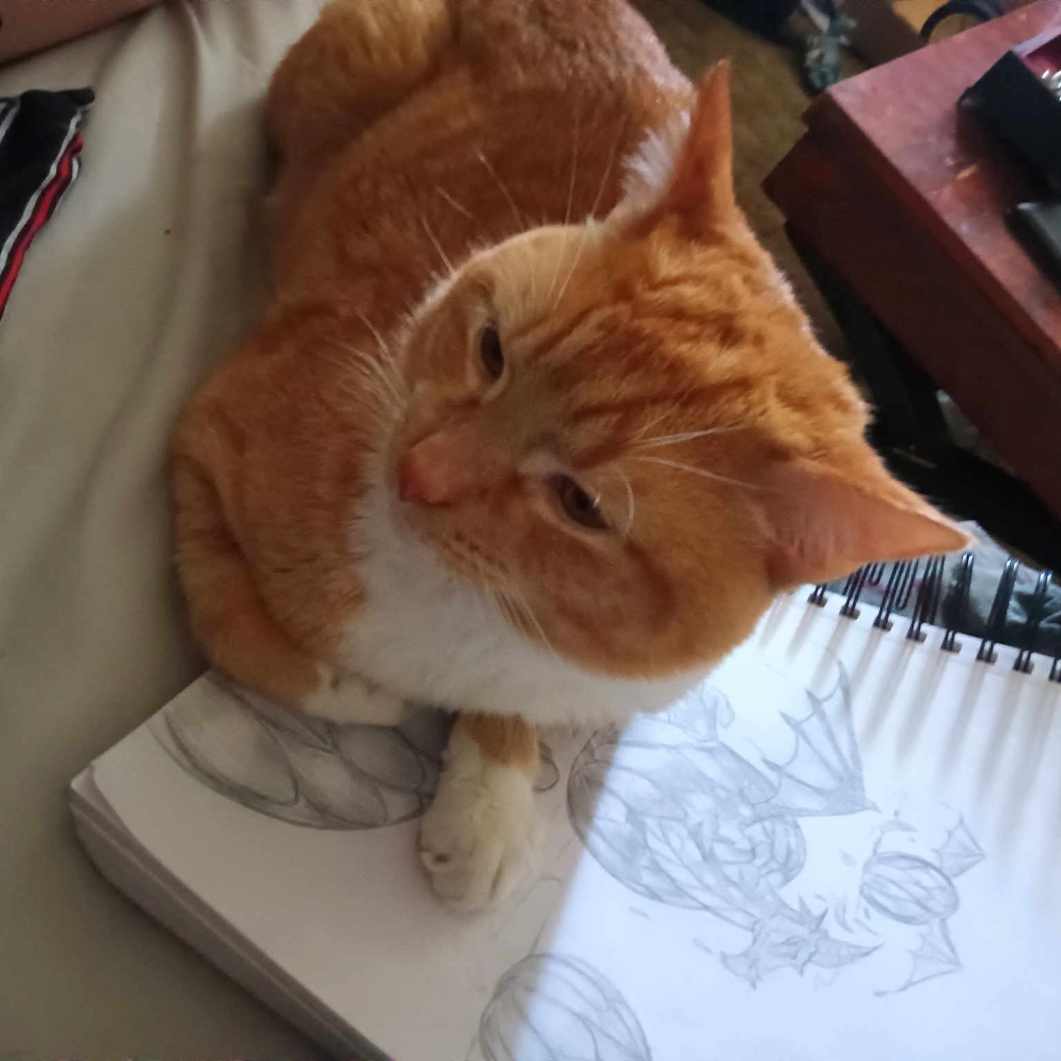 Hermes is registered to the contest to win money with this photo: canidae, carnivore, cat, claw, comfort, companion_dog, domestic_short_haired_cat, fawn, felidae, fur, kitchen_utensil, lap, paw, room, small_to_medium_sized_cats, snout, tail, whiskers
