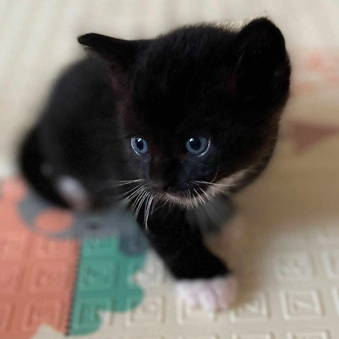 Minoucha participe au concours pour gagner de l'argent avec cette photo : black_cat, carnivore, cat, domestic_short_haired_cat, electric_blue, eye, felidae, flooring, fur, iris, small_to_medium_sized_cats, snout, tail, terrestrial_animal, whiskers