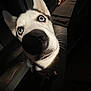 dog, husky, close_up, blue_eyes, nose, whiskers, pet, animal, portrait, wide_angle, curious, playful, indoor, low_light, dramatic_lighting, fur, paw, floor, rug, doorway