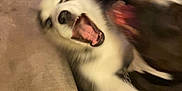 Eve Elle is registered to the contest to win money with this photo: dog, husky, canine, playing, motion_blur, open_mouth, teeth, tongue, indoor, living_room, couch, sofa, carpet, rug, coffee_table, playfight, pet, fur, excited, closeup
