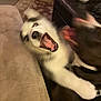dog, husky, canine, playing, motion_blur, open_mouth, teeth, tongue, indoor, living_room, couch, sofa, carpet, rug, coffee_table, playfight, pet, fur, excited, closeup