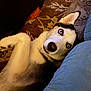 dog, husky, pet, indoor, rug, carpet, sofa, blue_couch, eyes, playful, lying_down, portrait, fur, ear, nose, paw, home_interior, curious, tilted_head, close_up