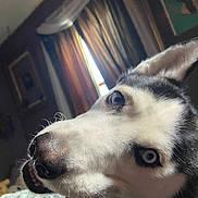 Eve Elle is registered to the contest to win money with this photo: dog, husky, pet, close_up, portrait, blue_eyes, snout, tongue, nose, indoor, curtains, window, bed, bedding, fur, whiskers, playful, happy, canine, animal