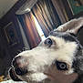 dog, husky, pet, close_up, portrait, blue_eyes, snout, tongue, nose, indoor, curtains, window, bed, bedding, fur, whiskers, playful, happy, canine, animal