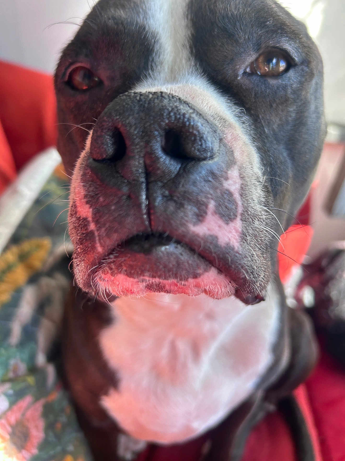 Darwin is registered to the contest to win money with this photo: dog, close_up, snout, nose, whiskers, brown_eyes, black_and_white, pink_spots, muzzle, nostrils, white_chest, short_hair, pet, domestic_dog, indoor, blanket, couch, portrait, macro, curious