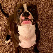 Darwin is registered to the contest to win money with this photo: dog, pitbull, pet, brown_coat, white_chest, close_up, looking_up, carpet, indoor, portrait, front_paws, expressive_face, snout, nose, whiskers, sitting, companion, cute, wide_eyes, short_fur
