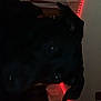 Lola joined the competition — help win amazing prizes! dog, black_dog, indoor, dim_lighting, red_led_lights, wall_posters, room, pet, animal, dark, ear, face, eye, household, cozy, night, shadow, decor, furniture, ambient_light