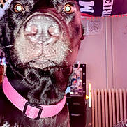 Lola is registered to the contest to win money with this photo: dog, black_dog, close_up, pink_collar, indoor, pet, nose, curious, radiator, flag, furniture, room, cozy, household, domestic, animal, mammal, portrait, fur, canine