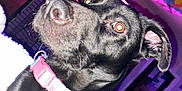 Lola is registered to the contest to win money with this photo: dog, black_dog, pet, collar, indoor, bedroom, purple_light, pink_light, fur, animal, canine, closeup, nose, ears, bed, dresser, banner, room, curious, expression