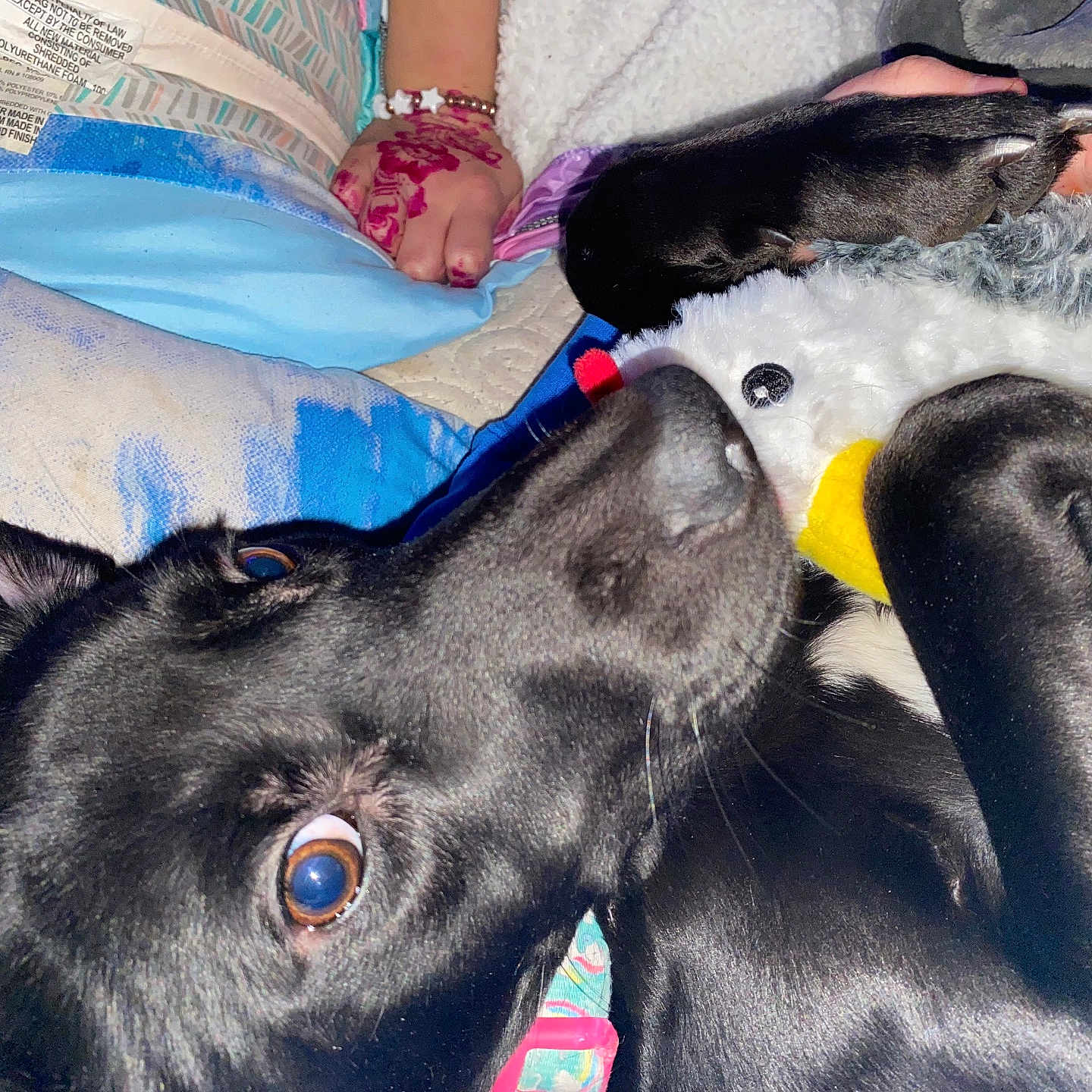 Lola joined the competition — help win amazing prizes! animal, bed, bedding, black_dog, bracelet, close_up, comfort, cozy, cute, dog, fur, hand, henna, indoor, paw, pet, resting, sleeping, stuffed_toy, toy