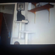 Sheva is registered to the contest to win money with this photo: animal, black_cat, blurred, cat_tree, dark, eyes, furniture, glowing_eyes, home, indoor, low_quality, mysterious, pet, quiet, room, shelf, still, wall, white, wood