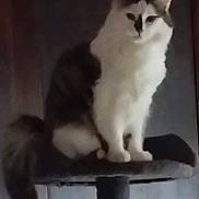 Hope participe au concours pour gagner de l'argent avec cette photo : cat, feline, pet, animal, cat_tree, furry, indoor, gray, white, sitting, tail, ears, whiskers, calm, furniture, household, domestic, cute, portrait, fuzzy