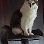 cat, feline, pet, animal, cat_tree, furry, indoor, gray, white, sitting, tail, ears, whiskers, calm, furniture, household, domestic, cute, portrait, fuzzy