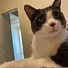 Kookie is registered to the contest to win money with this photo: cat, black_and_white, pet, feline, portrait, close_up, whiskers, green_eyes, pink_nose, ears, fur, paws, indoor, home, doorway, shelves, sitting, staring, funny, photography
