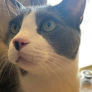 Kookie is registered to the contest to win money with this photo: cat, black_and_white, close_up, portrait, whiskers, green_eyes, pink_nose, ears, fur, feline, pet, indoor, window, sunlight, curious, alert, sitting, chest, home, photography