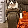 Kookie joined the competition — help win amazing prizes! cat, tuxedo_cat, pet, animal, indoor, living_room, armchair, cushion, orange_cushion, laundry_basket, furniture, black_and_white, white_paws, whiskers, ears, sitting, lounging, portrait, home, funny