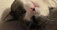 Kookie is registered to the contest to win money with this photo: cat, feline, pet, animal, upside_down, sleeping, relaxed, close_up, portrait, whiskers, pink_nose, fur, white_fur, gray_fur, tabby, indoors, blanket, couch, cozy, cute