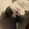 cat, feline, pet, animal, upside_down, sleeping, relaxed, close_up, portrait, whiskers, pink_nose, fur, white_fur, gray_fur, tabby, indoors, blanket, couch, cozy, cute