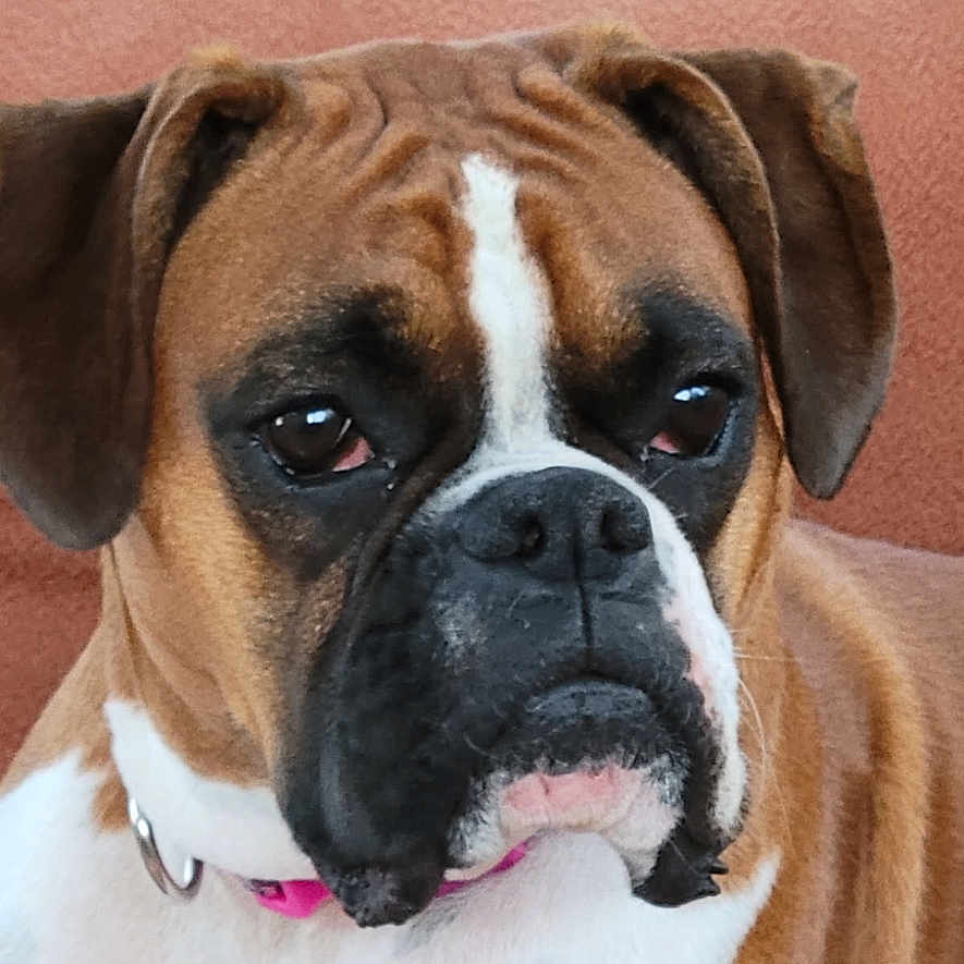 Zoey is registered to the contest to win money with this photo: animal, boxer, brown, canine, close_up, collar, companion, cute, dog, domestic_animal, ears, face, fur, indoor, looking_away, mammal, pet, portrait, sitting, white