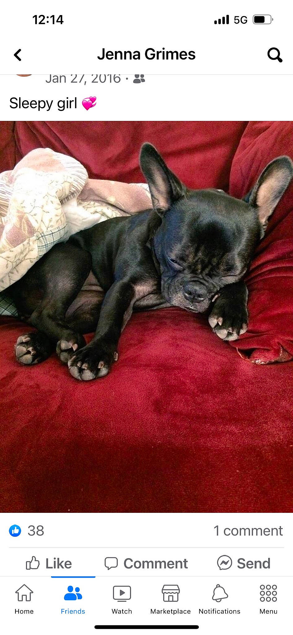 Buffy joined the competition — help win amazing prizes! canidae, carnivore, comfort, companion_dog, dog, dog_breed, dog_supply, ear, fawn, felidae, font, linens, photo_caption, snout, sporting_group, terrestrial_animal, toy_dog, whiskers, working_animal, wrinkle