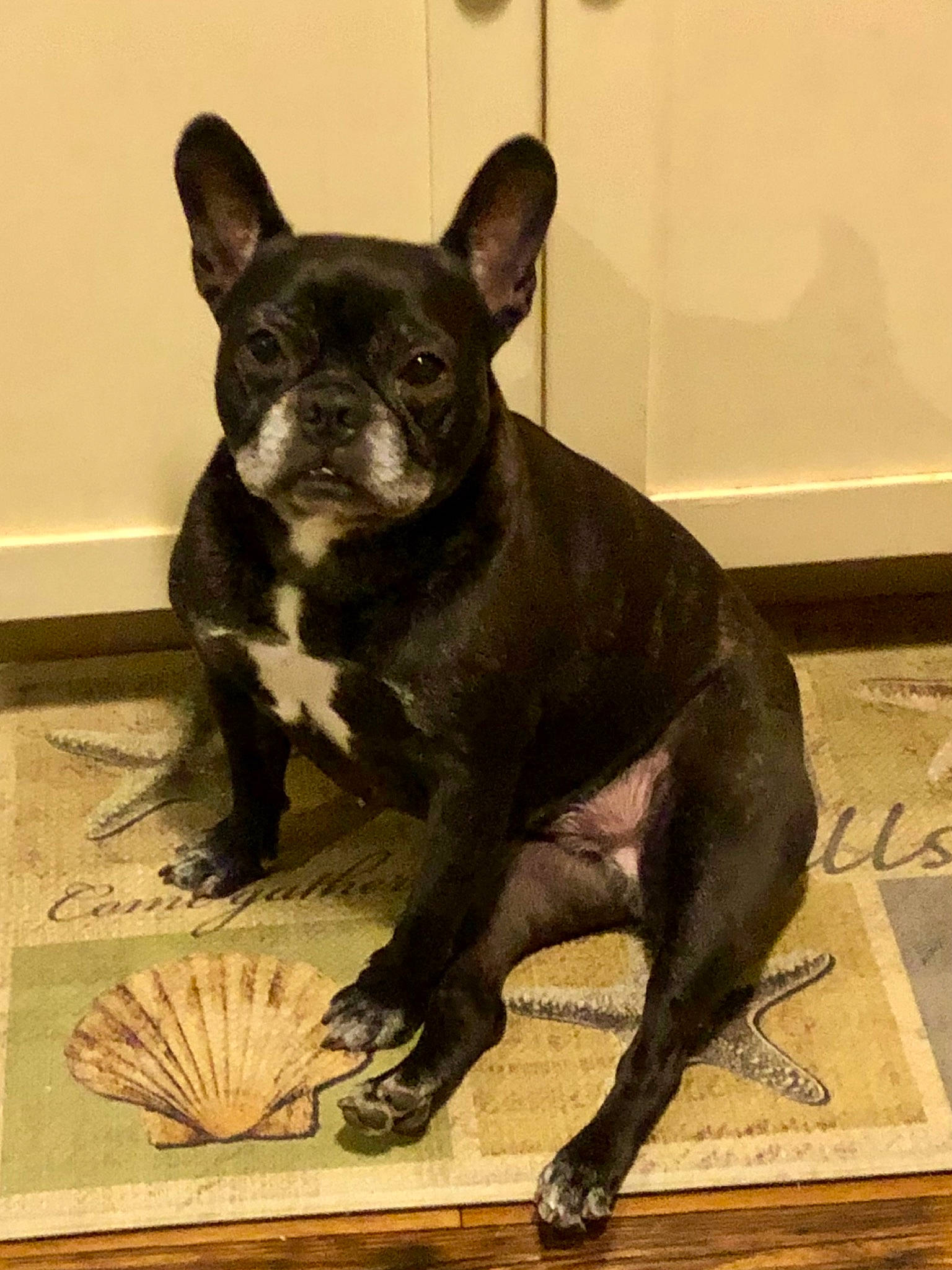 Buffy is registered to the contest to win money with this photo: ancient_dog_breeds, bulldog, canidae, carnivore, companion_dog, dog, dog_breed, ear, fawn, french_bulldog, fur, non_sporting_group, sculpture, snout, sporting_group, tail, terrestrial_animal, toy_dog, whiskers, working_animal