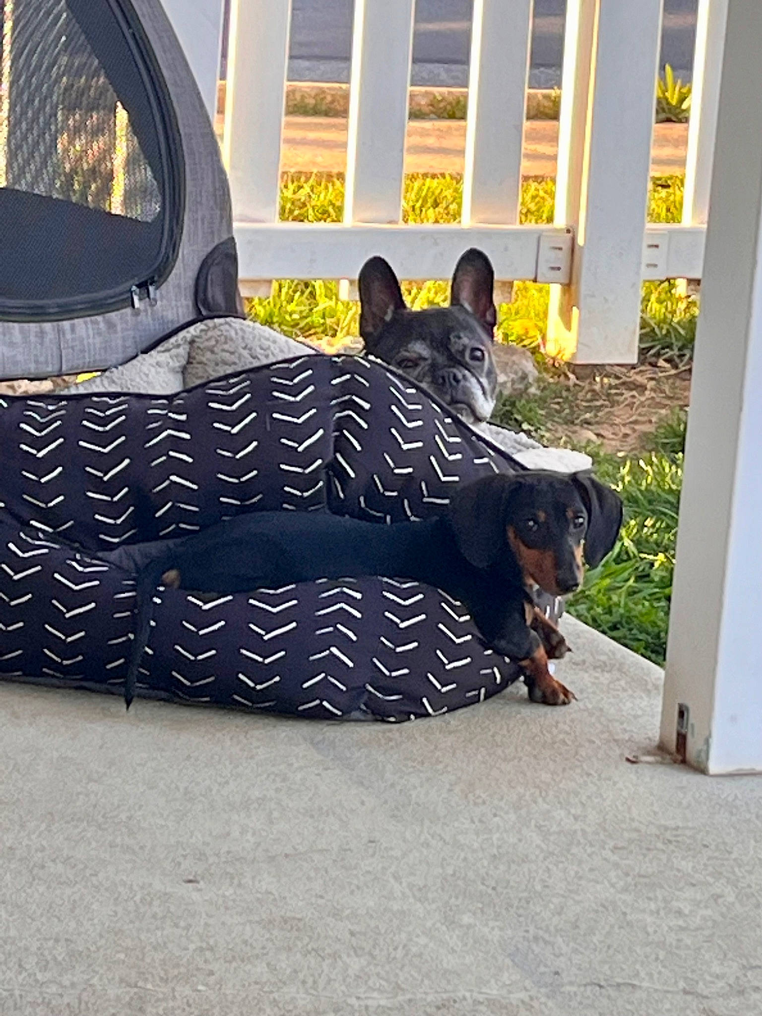 Frank joined the competition — help win amazing prizes! automotive_tire, automotive_wheel_system, bag, carnivore, comfort, companion_dog, couch, dog, dog_breed, electric_blue, felidae, flooring, grass, grey, luggage_and_bags, small_to_medium_sized_cats, snout, tints_and_shades, vehicle_door, working_animal