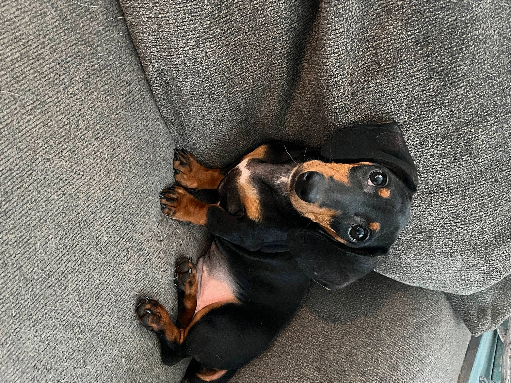 Frank joined the competition — help win amazing prizes! canidae, carnivore, collar, comfort, companion_dog, dog, dog_breed, dog_collar, dog_supply, fashion_accessory, fawn, grey, liver, paw, pet_supply, snout, sporting_group, toy_dog, working_animal, wrist