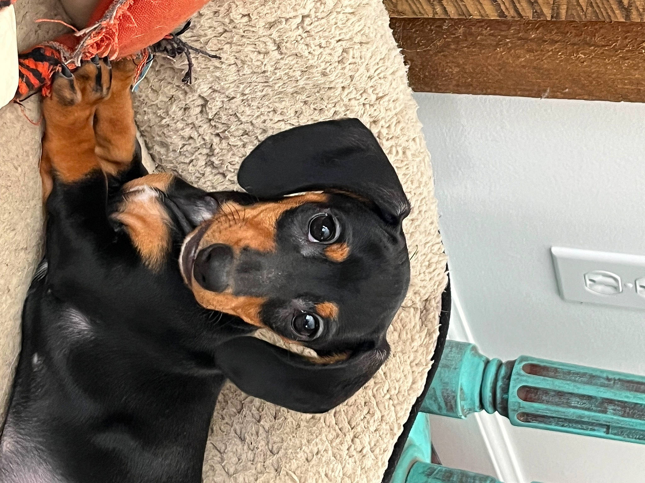 Frank is registered to the contest to win money with this photo: canidae, carnivore, collar, comfort, companion_dog, dog, dog_breed, dog_collar, dog_supply, fashion_accessory, guard_dog, hat, personal_luxury_car, pet_supply, pinscher, snout, sporting_group, vehicle_door, working_animal, working_dog