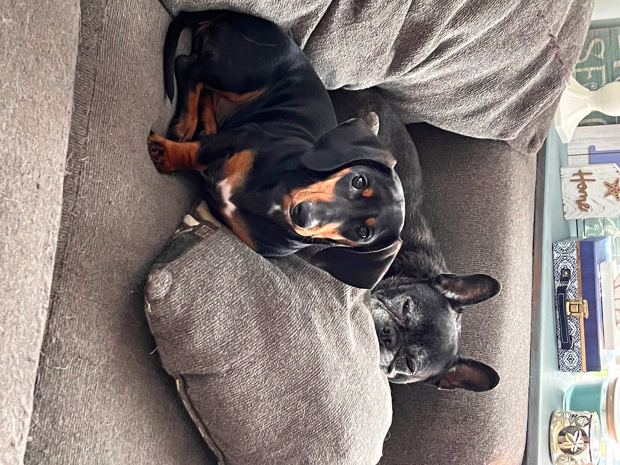 Frank joined the competition — help win amazing prizes! canidae, carnivore, collar, comfort, companion_dog, dog, dog_breed, ear, guard_dog, pinscher, sitting, snout, sporting_group, toy_dog, working_animal, working_dog