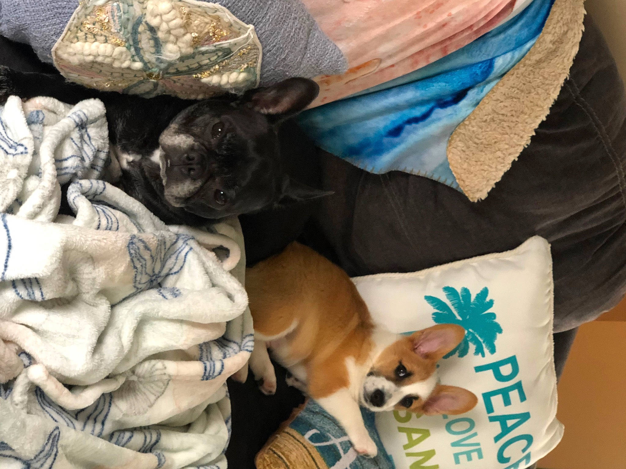 Poseidon joined the competition — help win amazing prizes! art, canidae, carnivore, chihuahua, comfort, companion_dog, dog, dog_breed, dog_supply, fawn, felidae, fur, hat, linens, paw, small_to_medium_sized_cats, snout, toy_dog, whiskers, working_animal