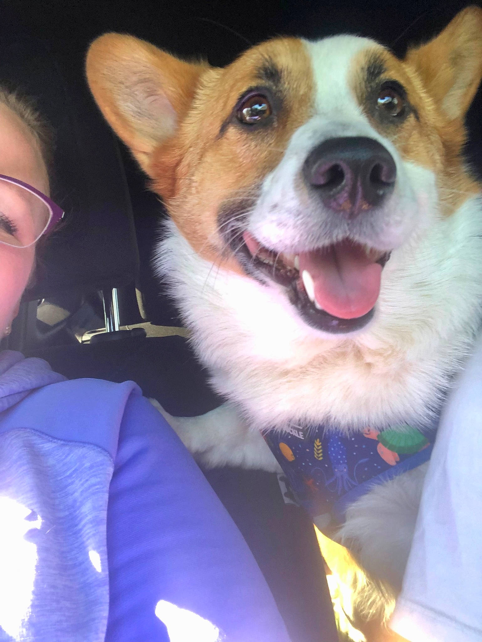 Poseidon joined the competition — help win amazing prizes! ancient_dog_breeds, canidae, carnivore, collar, companion_dog, dog, dog_breed, electric_blue, fawn, fun, fur, happy, non_sporting_group, snout, sporting_group, terrestrial_animal, welsh_corgi, whiskers, working_animal, working_dog