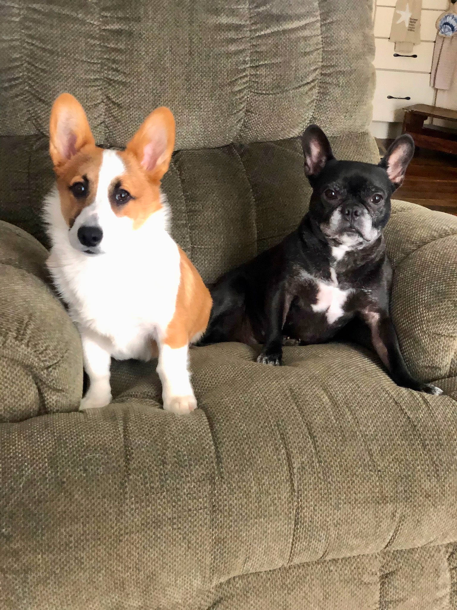 Poseidon is registered to the contest to win money with this photo: canidae, carnivore, comfort, companion_dog, corgi_chihuahua, dog, dog_bed, dog_breed, fawn, houseplant, paw, puppy, snout, sporting_group, tail, terrestrial_animal, terrier, toy_dog, whiskers, working_animal