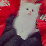 Reign is registered to the contest to win money with this photo: animal, casual_clothing, cat, cozy, cute, domestic_animal, face, fluffy, glasses, happy, indoor, kitten, person, pet, portrait, red_sweatshirt, selfie, smile, white_cat, young_adult