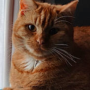 Moustic a rejoint le concours — aidez-le/la à gagner de superbes lots ! abyssinian, accessories, animal, cat, collar, hardwood, kitten, manx, pet, siamese, wood