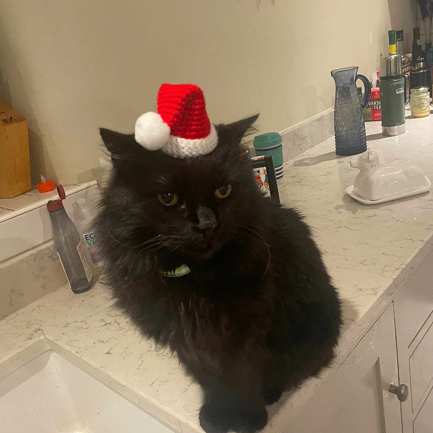 Tankie joined the competition — help win amazing prizes! animal, black_cat, cat, christmas, countertop, cute, decor, domestic, feline, festive, fur, holiday, household, indoor, kitchen, pet, santa_hat, sink, small_hat, whiskers